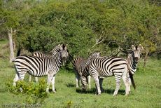 Zebra (17 von 28).jpg